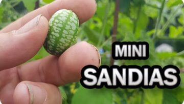 [ID: gYzXZPK20ro] Youtube Automatic