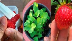 [ID: H1RoR6J3dMk] Youtube Automatic