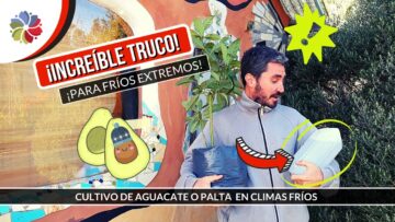 [ID: H4P3LvDX28E] Youtube Automatic