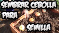 [ID: h5SWOcAKPCs] Youtube Automatic