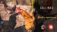 [ID: _h8kRRrjtxI] Youtube Automatic