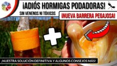 [ID: HGaWzUX1IZM] Youtube Automatic