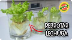 [ID: hKG2pEgZ4cg] Youtube Automatic