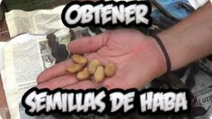 [ID: HmPDlOxULis] Youtube Automatic