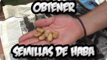 [ID: HmPDlOxULis] Youtube Automatic