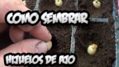 [ID: hwaJPJVR46g] Youtube Automatic