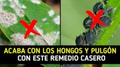 [ID: HYkZ-eRnk7E] Youtube Automatic