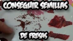 [ID: i6XwBfsUPcY] Youtube Automatic