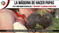 [ID: IbtqhGhraT0] Youtube Automatic