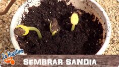 [ID: iD2Pr-JQtj8] Youtube Automatic