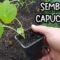 [ID: IuwmzGVt_kQ] Youtube Automatic