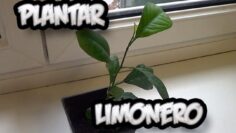 [ID: IvB8tnoyLxI] Youtube Automatic