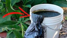 [ID: J0bDGFPhUPw] Youtube Automatic