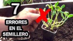 [ID: jCJTUhF5qlI] Youtube Automatic