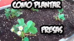 [ID: JCMC91jeSBA] Youtube Automatic