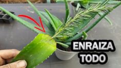 [ID: jiCRq9qBY8g] Youtube Automatic