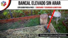 [ID: -jNKRdJSPpg] Youtube Automatic