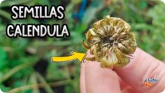 [ID: JQz63_ZGl6w] Youtube Automatic