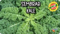 [ID: _JTyI-vbDR4] Youtube Automatic