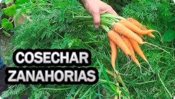 [ID: JwR6kKSlnbI] Youtube Automatic