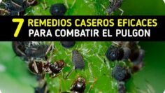 [ID: k5t9J-I5A3Y] Youtube Automatic