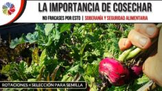 [ID: kB0fA1gTDfk] Youtube Automatic