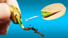 [ID: KcTRFvK8x8w] Youtube Automatic