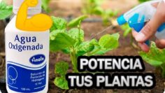 [ID: kJ9EVAuetvk] Youtube Automatic