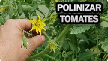 [ID: kjymCS9yHiI] Youtube Automatic