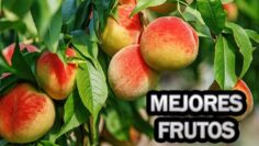 [ID: KpClAEVefEg] Youtube Automatic