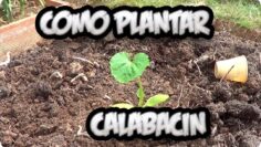 [ID: KQNuSeRXBMo] Youtube Automatic