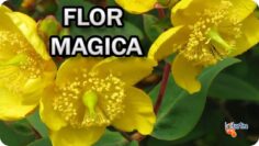 [ID: KsCMenkigq0] Youtube Automatic