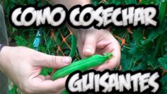 [ID: kTk6Mu04-YU] Youtube Automatic