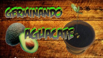 [ID: L0D2oei1DaY] Youtube Automatic