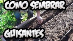 [ID: l9kD1mwMj2E] Youtube Automatic