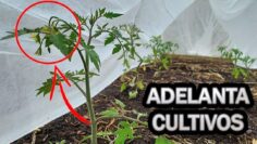 [ID: LGl0BwYdn6s] Youtube Automatic