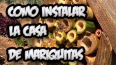 [ID: lTsMgR43v78] Youtube Automatic