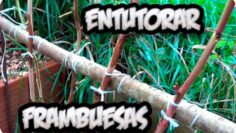 [ID: MC-fUI_hYRI] Youtube Automatic