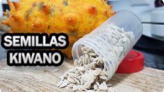 [ID: mSs6_6Wkj3k] Youtube Automatic