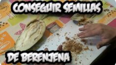 [ID: mwVPHlmYkGI] Youtube Automatic