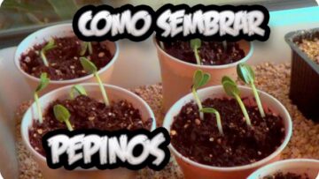 [ID: Mz4NSjlwYcI] Youtube Automatic