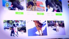 [ID: mZzKehGn7vw] Youtube Automatic