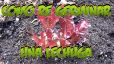 [ID: n7zkPVyLY5k] Youtube Automatic