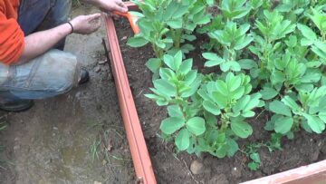 [ID: ndXShanOBcA] Youtube Automatic