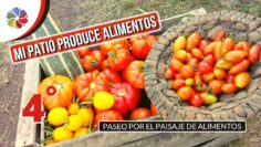 [ID: ngQnlO434_s] Youtube Automatic