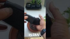 [ID: NjSd0Hr6p8o] Youtube Automatic