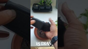 [ID: NjSd0Hr6p8o] Youtube Automatic