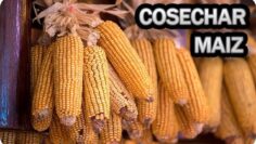 [ID: Nk4PriD_bjI] Youtube Automatic