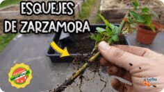 [ID: nMt19Wpc1xY] Youtube Automatic