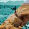 [ID: NQF_oUpkTgs] Youtube Automatic